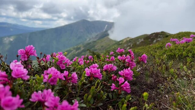 closeup of beautiful wild rhododendron pink flowers on mountain peak with blue sky and clouds in the background during summer time