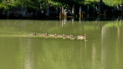 Naklejka na ściany i meble Mother duck and ducklings in line on the lake, scene of life in a green landscape