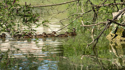 Mother duck and ducklings in line on the lake, scene of life in a green landscape