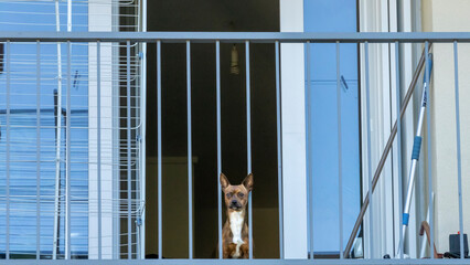 Adorable little red dog, on the balcony, on the lookout, his head between the bars