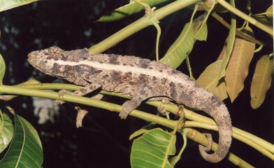 Black lizard on tree