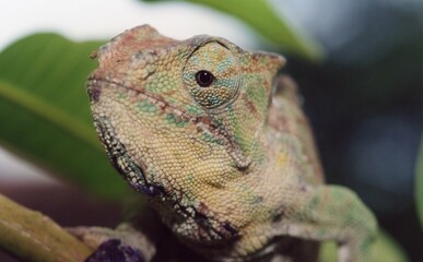 Closeup of a lizard face