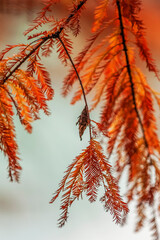Cocoon in Autumn Cypress