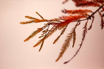 Autumn Cypress