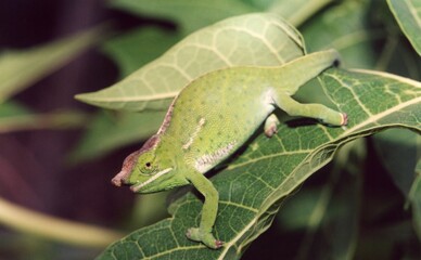 A green chameleon on a leaf