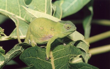 A green chameleon on a leaf