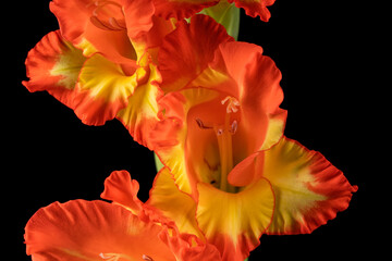 Macro detail of the flowers of a yellow and red gladiolus isolated on black