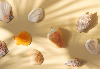 Full frame of seashell on beige background. Sunny image in delicate pastel colors
