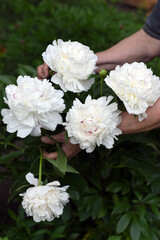 The hands of an elderly woman gathered a bush of large white peonies into a bouquet.