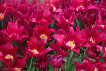 Burgundy tulips in the garden, blurred floral background