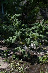 Ripe tomato seedlings in a farmer's garden. Green vegetables grow from the ground. Natural grown healthy foods