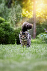 Fluffy Maine Coon cat walks on a green lawn in park and looks at the camera.