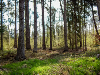 Obraz premium forest in autumn
