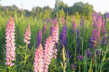 Lupinus, lupin, lupine field with pink purple and blue flowers. Bunch of lupines summer flower...