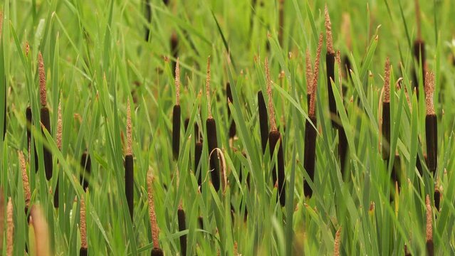 Fresh plumes of Typha angustifolia cattail in a wetland in summer