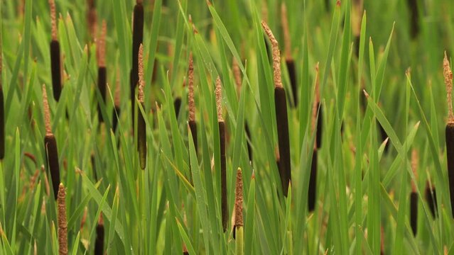 Fresh plumes of Typha angustifolia cattail in a wetland in summer