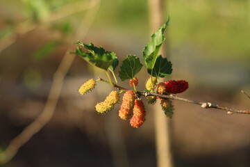 Ripe tropical mulberry or morus alba fruit