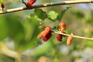 Ripe tropical mulberry or morus alba fruit