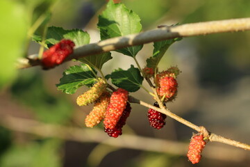 Ripe tropical mulberry or morus alba fruit