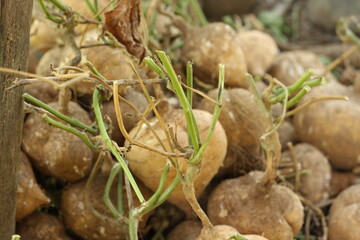 Bengkuang or Pachyrhizus erosus