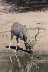 Kudu Bull, Kruger National Park, South Africa