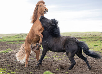 Obraz na płótnie Canvas Icelandic horses in a big fights 