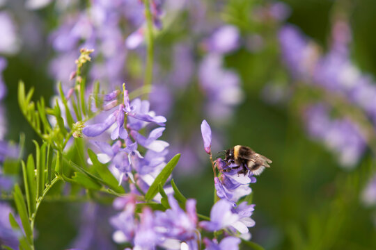 A blooming meadow with fir flowers of a shaggy vetch (vicia villosa). A bumblebee collects nectar from a flower. Selective focus.