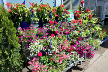 The Garden Centre at the supermarket.  Petunia in a pot. Different plants, flowers, seedlings, fertilizer, garden tool and pots