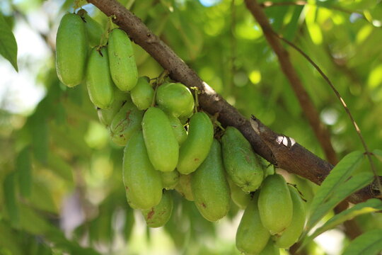 Belimbing wuluh or Averrhoa Bilimbi Linn fruit