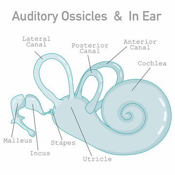 Auditory ossicles, bony labyrinth, cochlea. Three bone; malleus, hammer, incus, anvil, and stapes, stirrup. In middle ear. Anterior, posterior, lateral canal. Hearing, balance. Draw vector illustrator