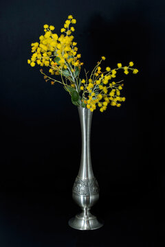 Wattle blossoms in a pewter vase on black.