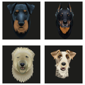 Vector illustration set. Animal head on a black background. Jagdterrier dog,  fox terrier, french beauceron dog, french briard dog 