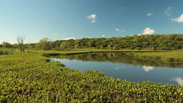 Wetlands. Panning the tranquil lagoon, green Eichornia waterlilies and tropical rainforest trees, under a blue. Beautiful landscape reflection in the water surface. 