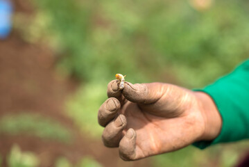 person holding a potato worm