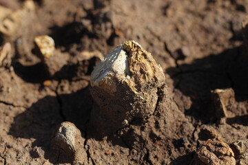 Ancient shell fossils in former coal mine excavations