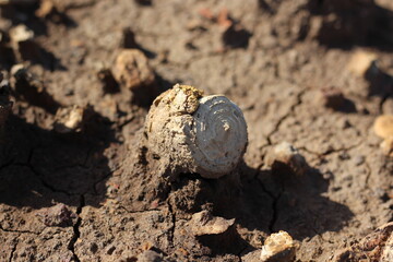 Ancient shell fossils in former coal mine excavations