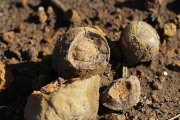 Fossils of a strange ancient marine animal shaped like an egg in a former coal mine excavation in South Kalimantan, Indonesia.