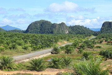 Oil palm plantations in South Kalimantan, Indonesia.