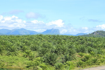 Fototapeta premium Oil palm plantations in South Kalimantan, Indonesia.