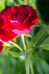 red rose 