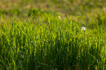 Mixed green herbs in sunlight