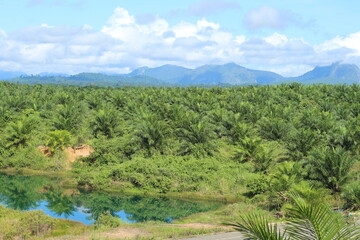 Oil palm plantations in South Kalimantan, Indonesia.