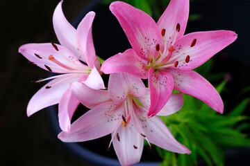 Three pink lily flowers on a dark background.