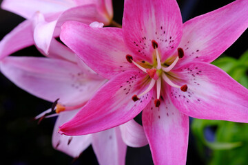 Three pink lily flowers on a dark background.