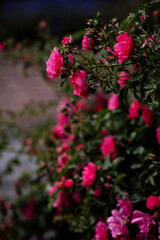 Blooming pomponella rose bush with rose buds