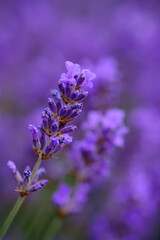 Lilac lavender flowers on a blurred background, close-up. Can be used as an abstract natural background.