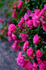 Blooming pomponella rose bush with rose buds