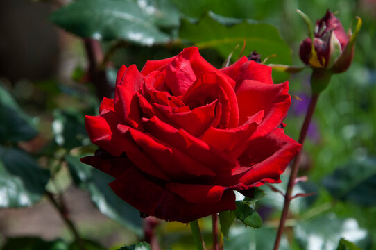 Close-up of red rose. High quality photo