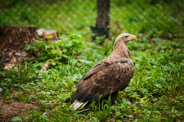 Griffon on a green background in the forest