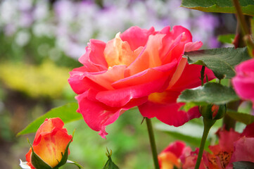 Rose Decor Arlequin close-up. High quality photo